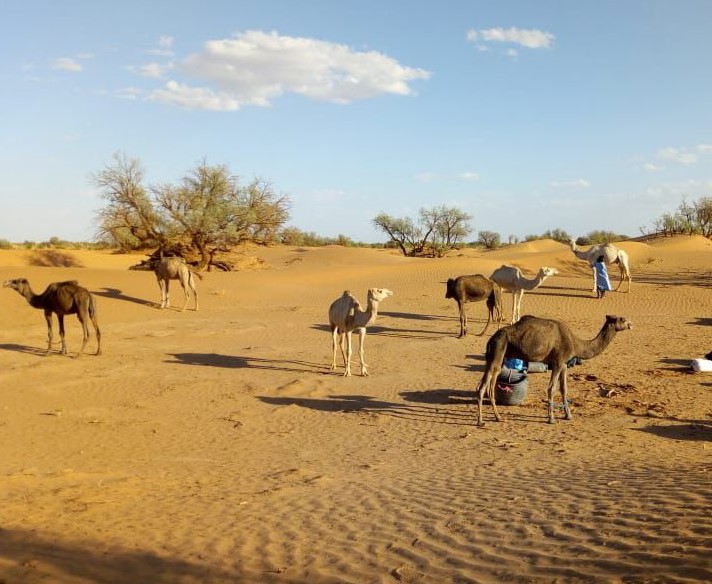 Camels in a sandy desert landscape with sparse vegetation and a clear blue sky.