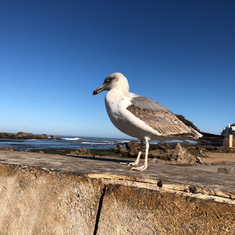 A seagull standing on a stone ledge by the sea with clear blue skies in the background.