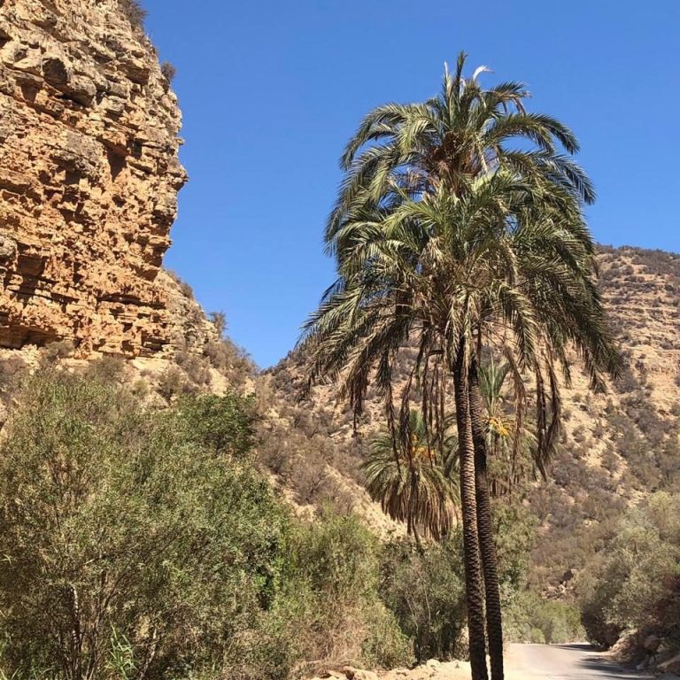 Palm tree beside a rocky path in a mountainous landscape under a clear blue sky.