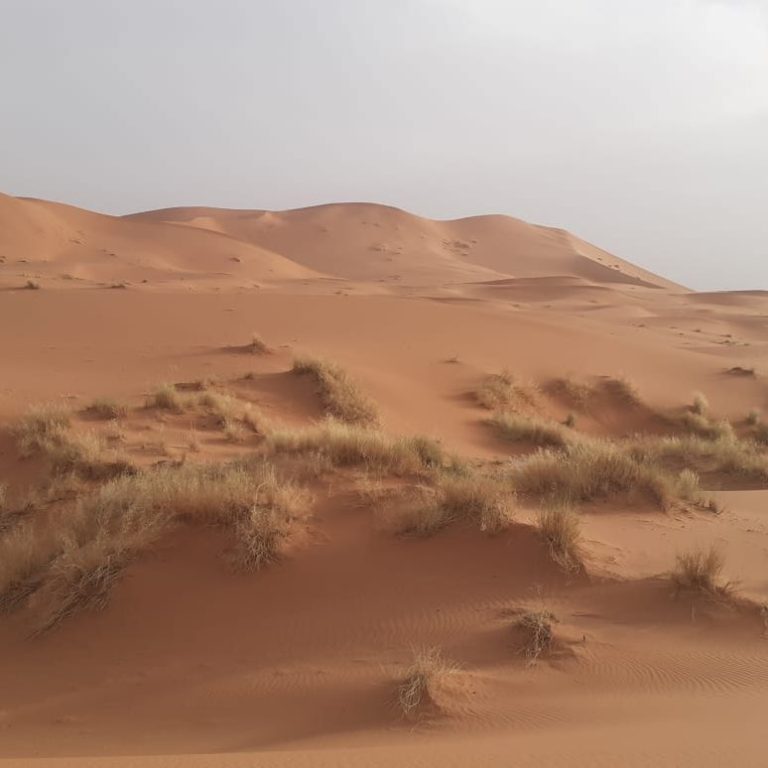 Sandy dunes with sparse grass under a cloudy sky in a desert landscape.
