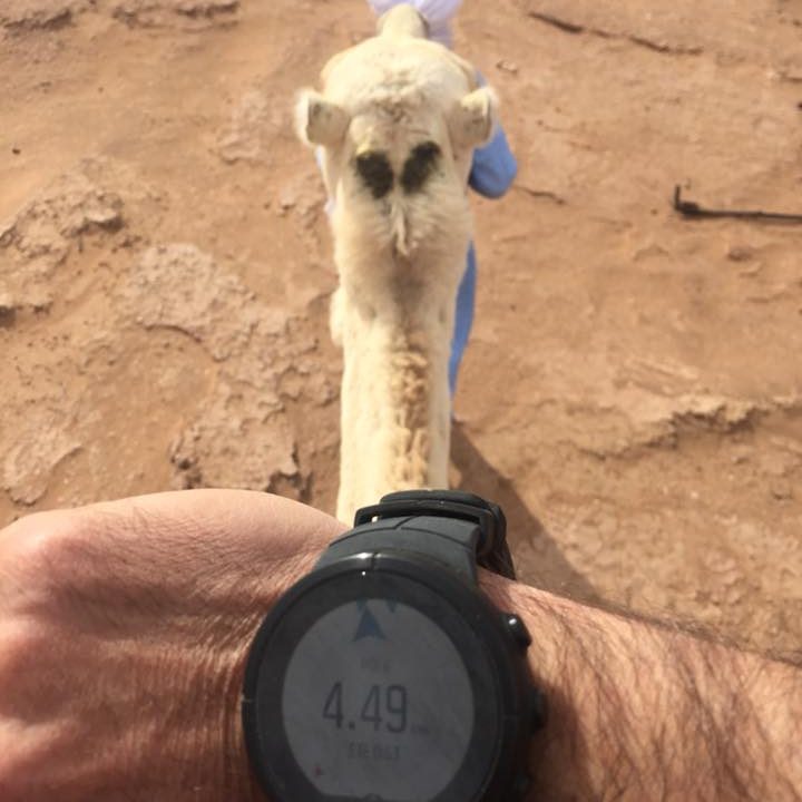 A person holding a watch with a camel in the background on a sandy surface.