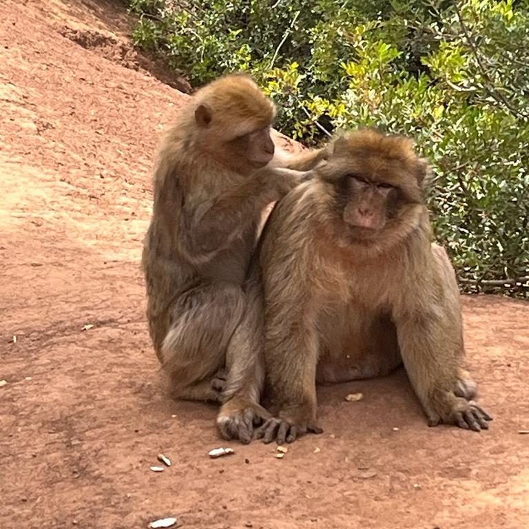 Two monkeys are sitting on the ground, one grooming the other amidst a natural setting.