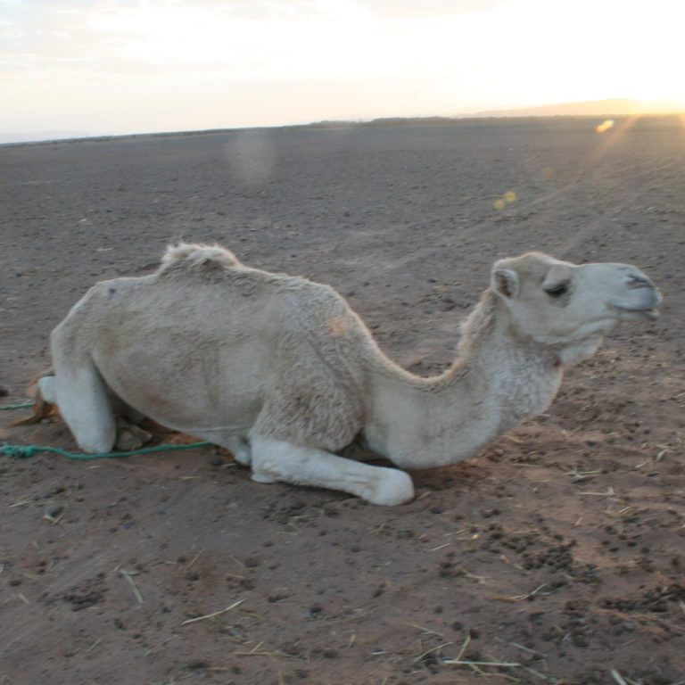 A camel resting on a barren landscape at sunset.