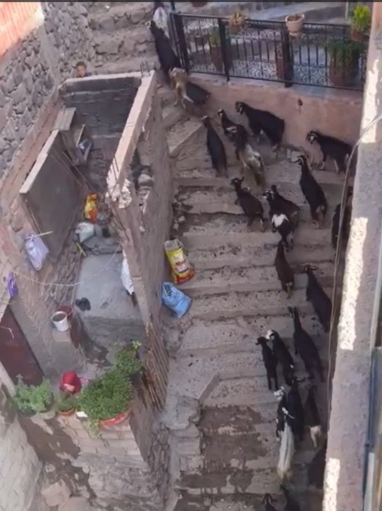 Cows walking down a narrow, weathered staircase in a rustic setting.