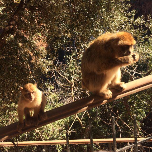 Two monkeys sitting on a wooden railing, surrounded by greenery.